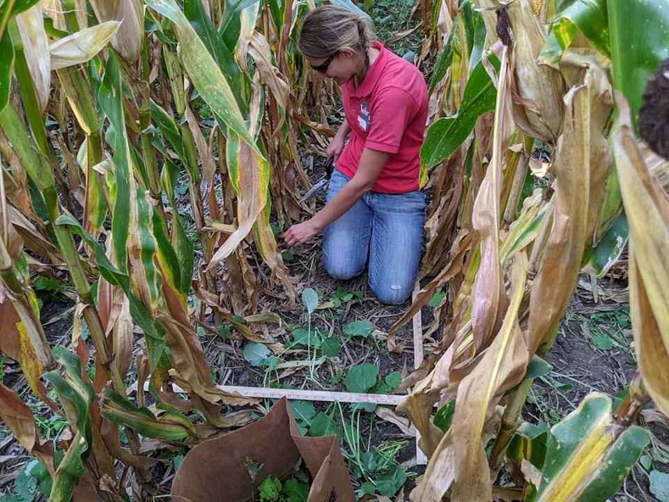 珍妮·里斯在玉米地修剪覆盖作物生物量的农场研究
