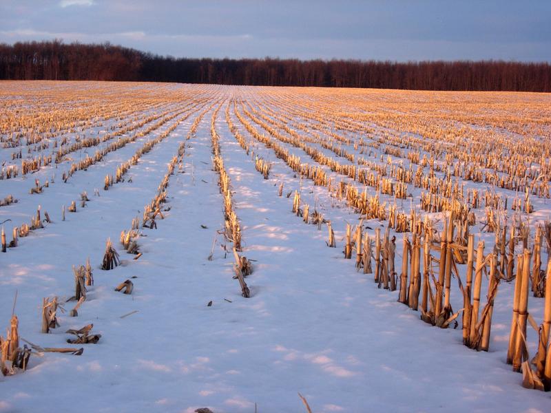 玉米杆下的雪