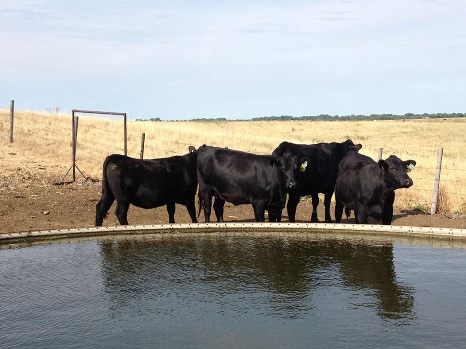 牛在池塘
