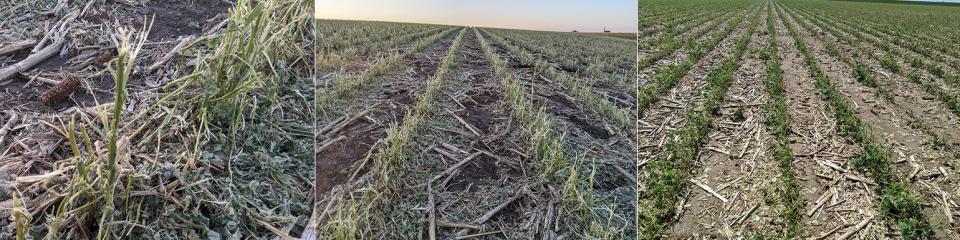 Hail-damaged soybean fields