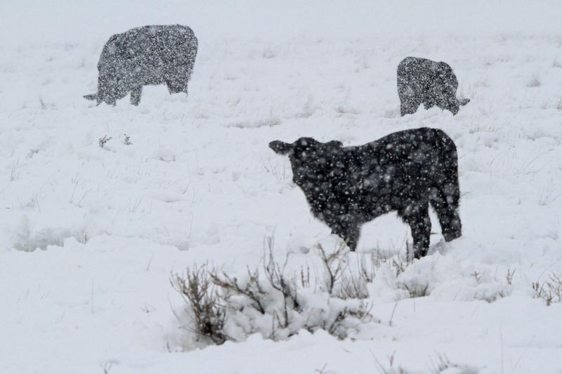 暴风雪中的牛