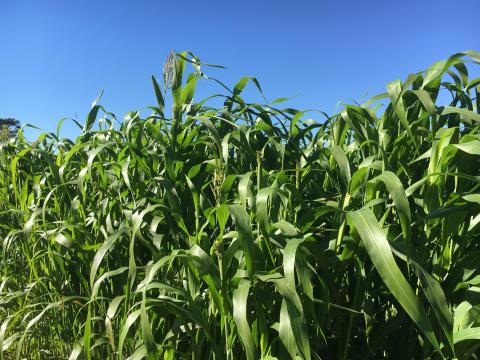 厚度，浓密的高粱 - 苏丹草，在9月下旬在林肯拍摄。