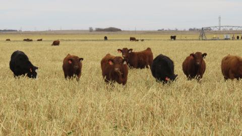 图1所示。12月中旬，牛正在吃燕麦、萝卜和萝卜。试验4此时每英亩仍有1.5吨干物质，犊牛放牧直到1月中旬，由于牧草被冰覆盖到地面，天气结束放牧。