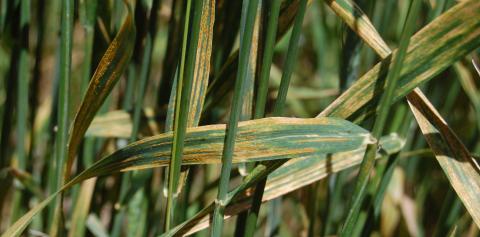 内布拉斯加州狭长地带的小麦条锈病。(摄影:鲍勃·哈维森)
