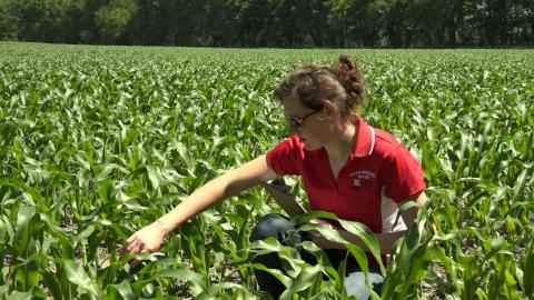 内布拉斯加州推广教育家劳拉·汤普森正在勘察一片玉米地