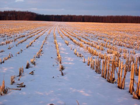 雪下的玉米秆