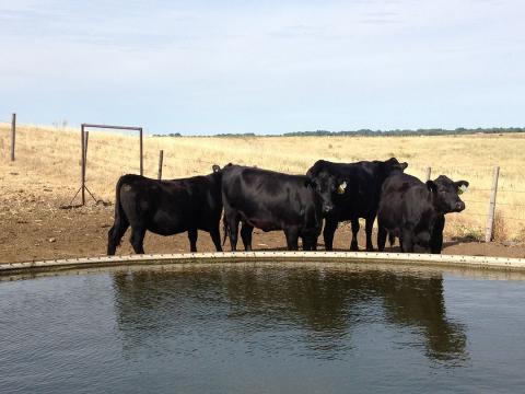 池塘里的牛