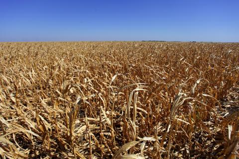 Drought-stressed玉米