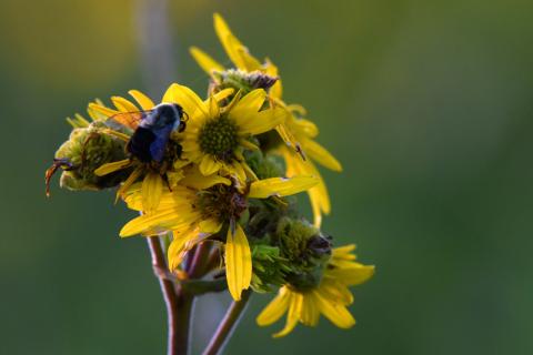 草原花上的蜜蜂