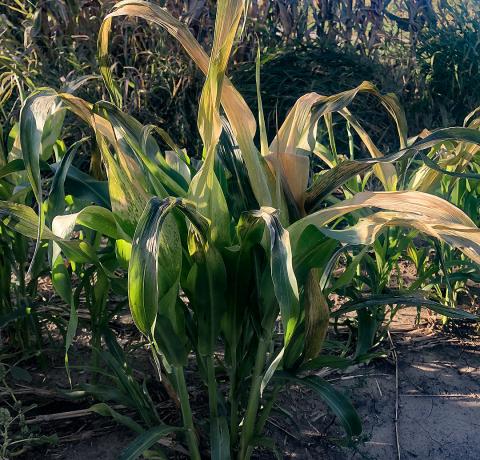 Sorghum-sudan cover crop plant damaged by a light frost