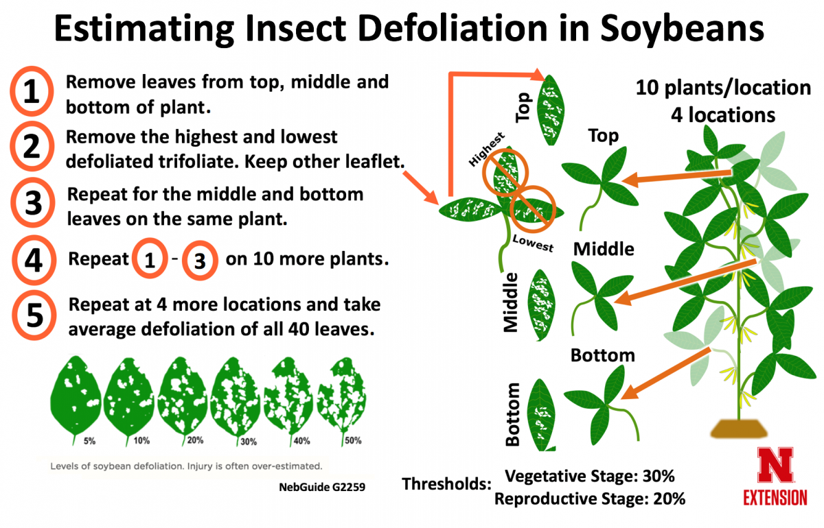 显示大豆中估计昆虫落叶的步骤的信息图表