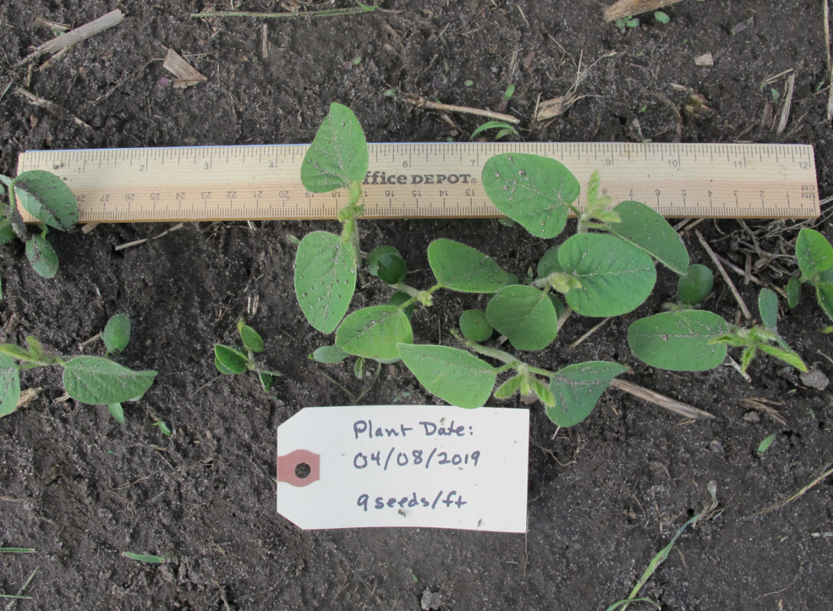 2019年4月8日种植的大豆，每英尺9粒种子;摄于5月13日