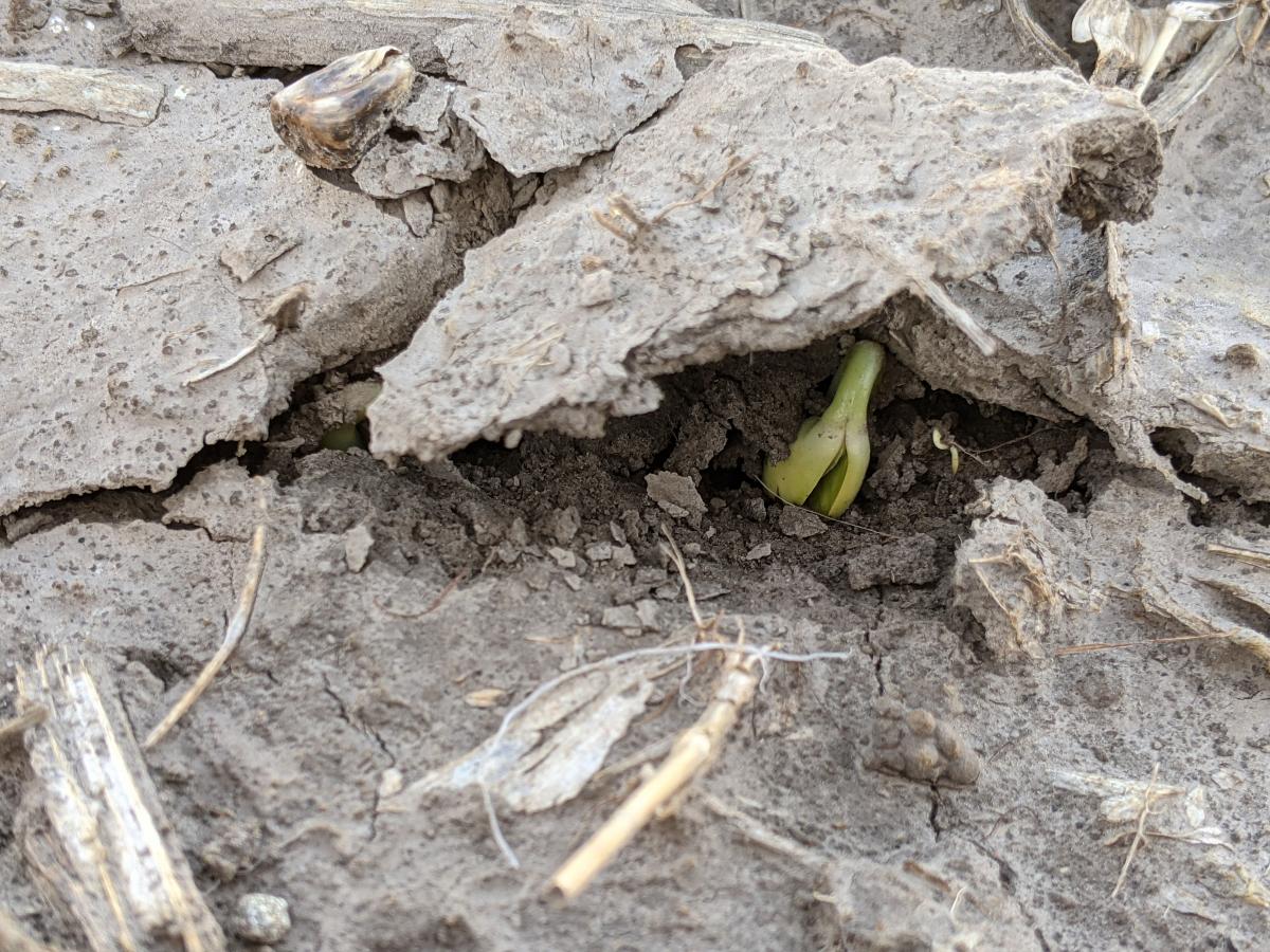 豆豆植物兴起“>
               <figcaption>
                图1所示。2021年3月10日在约克郡种植的大豆在2021年4月12日刚刚开裂了土壤表面。</figcaption>
              </figure>
             </div>
             <p>3月份往往为较高的土壤温度提供机会，我们开始室内和室外演示，以更好地确定这些温度的临界土壤温度和大豆萌发和出现的趋势。除早期大豆种植考虑外，以下条款截止了我们的实地示范的结果。请参阅 ”<a href=