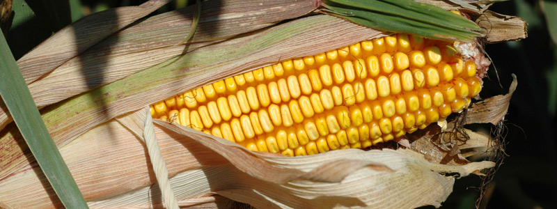 Close up of an ear of corn