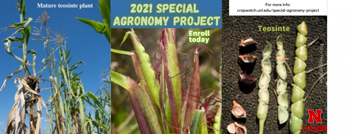 2021 Special Agronomy Projects