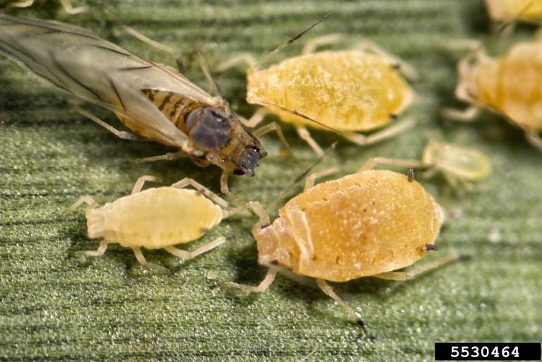 黄甘蔗蚜虫