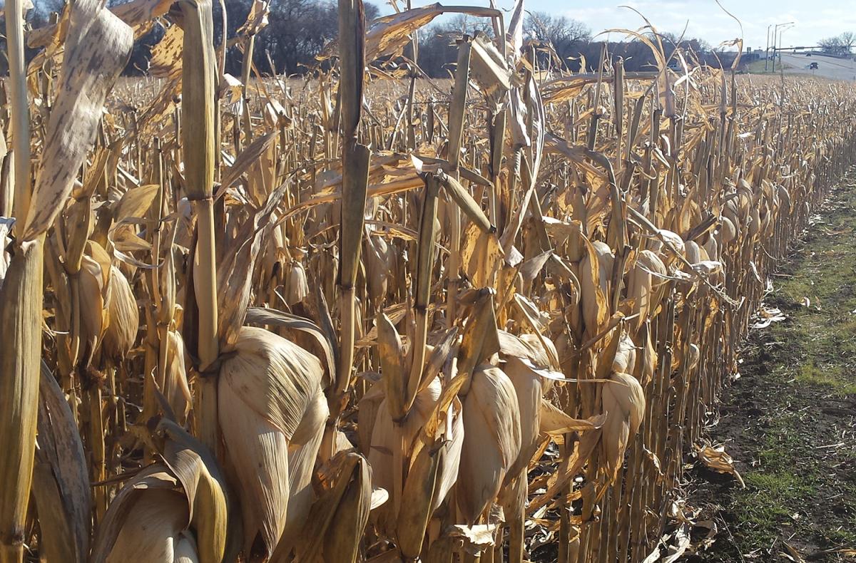 2015年11月下旬，桑德斯县未收割的成熟玉米田。