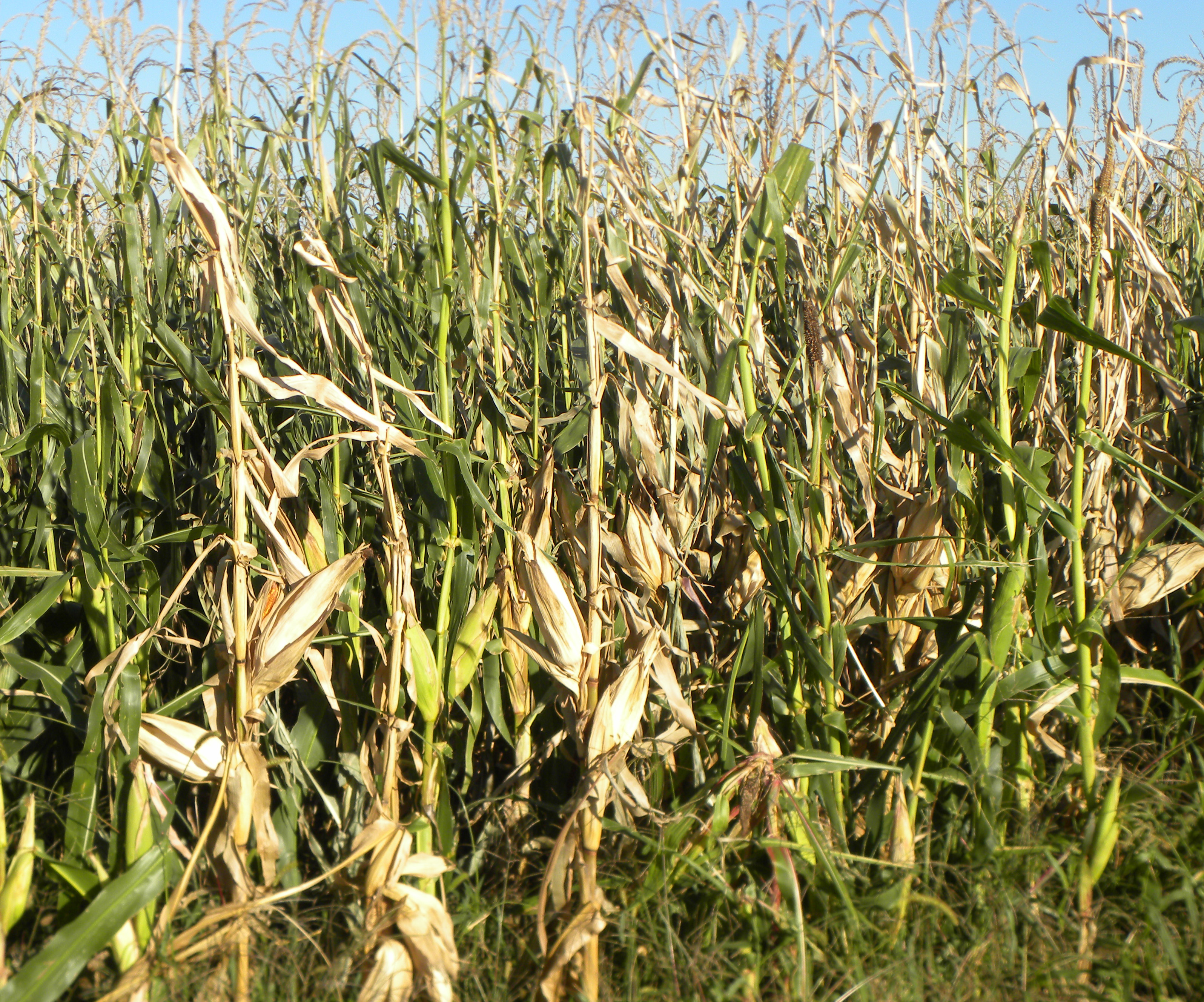 玉米地出现秆腐病症状