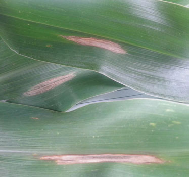 北部玉米勒af blight disease of corn