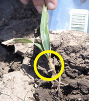 早期种植的玉米幼苗腐烂