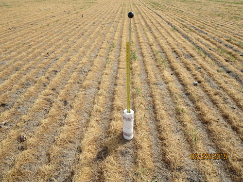 枯死冬小麦的土壤水分探针