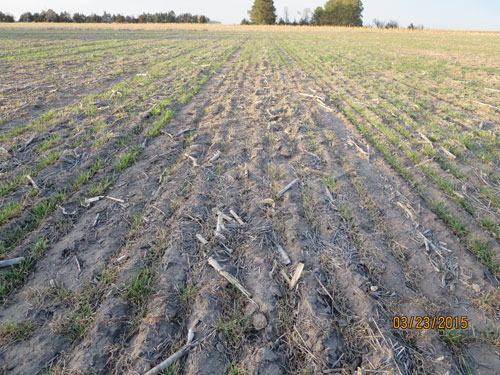 林肯县冬小麦伤2015年3月