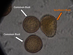 显微玉米锈病孢子