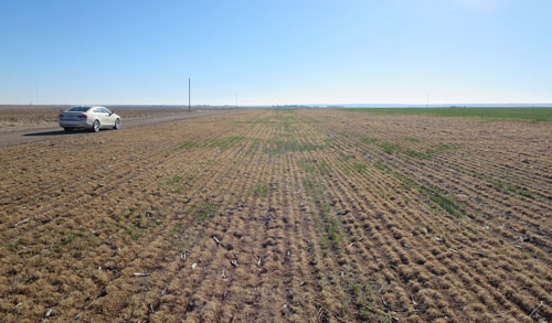 2012年风暴在野外淤泥的冬季麦子