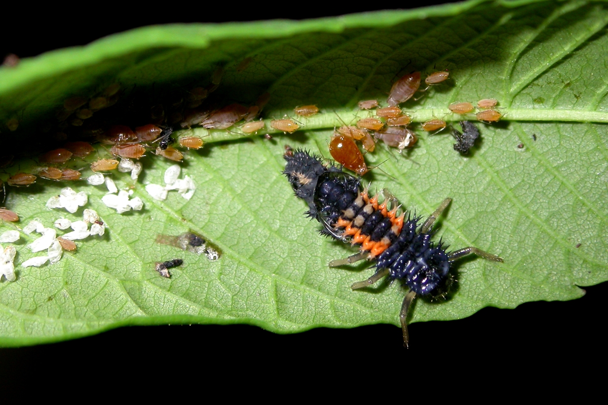 亚洲甲虫幼虫
