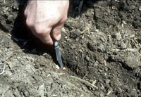 检查玉米种子深度和播种机设置