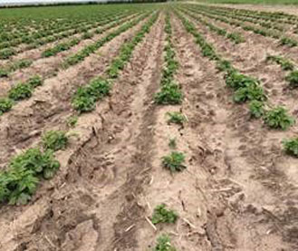 2015年5月下旬，内布拉斯加州西南部的一片土豆田
