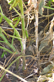 大豆茎上的白色真菌生长