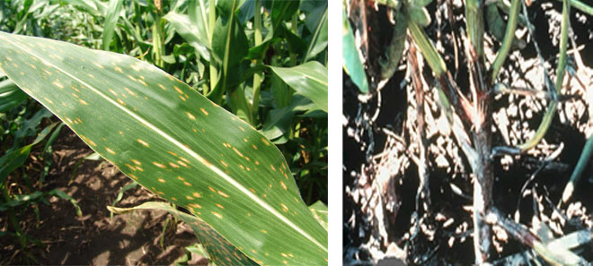 玉米和大豆疾病的照片