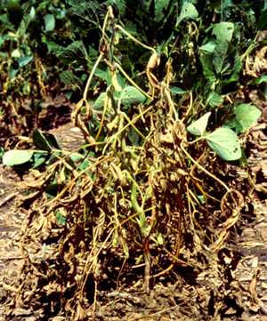 大豆植物的根和茎腐烂