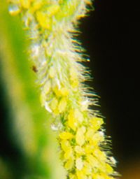 大豆蚜虫