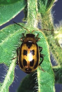 豆叶甲虫在大豆植株上的特写照片。