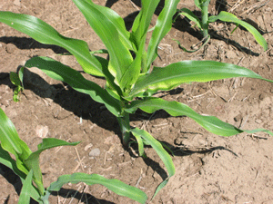 pale corn plant