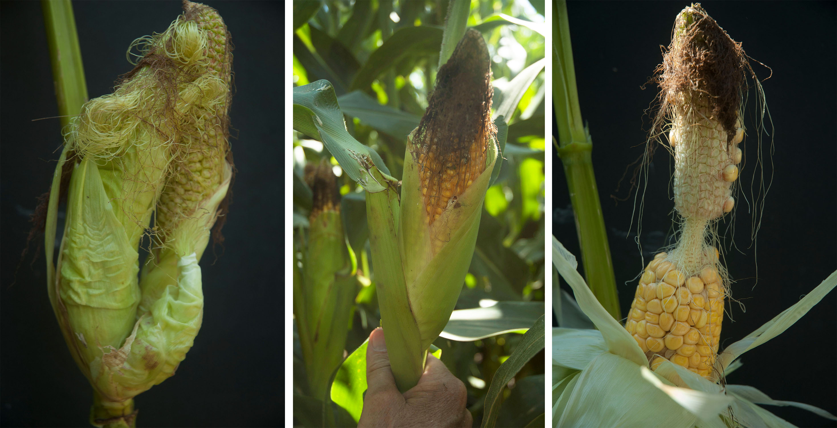来自西部地区东部的玉米种植者到内布拉斯加州报告耳形成问题，包括每节点的多个耳朵，正常长度耳朵的短壳，哑铃形耳朵。（照片由Roger Elmore）