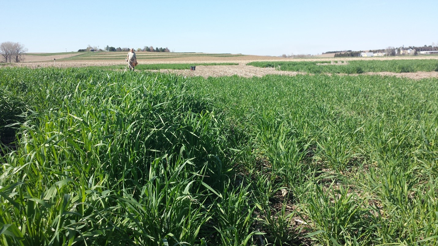 Field comparison of yields of early and late planted rye cover crops