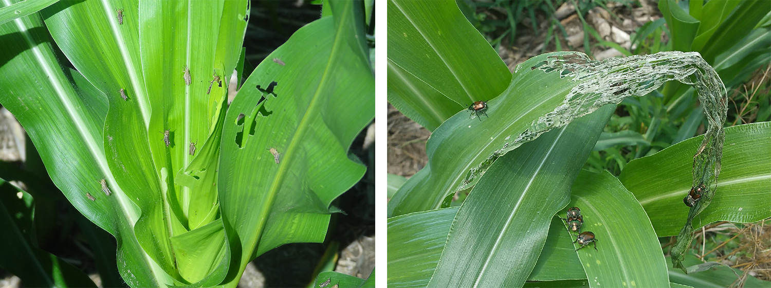 据报道，本周蚱蜢(这里是未成熟的)和日本甲虫(右边)伤害了玉米。继续观察并查看本周的作物观察，了解治疗阈值和建议。(Paul Jasa和Keith Glewen拍摄)