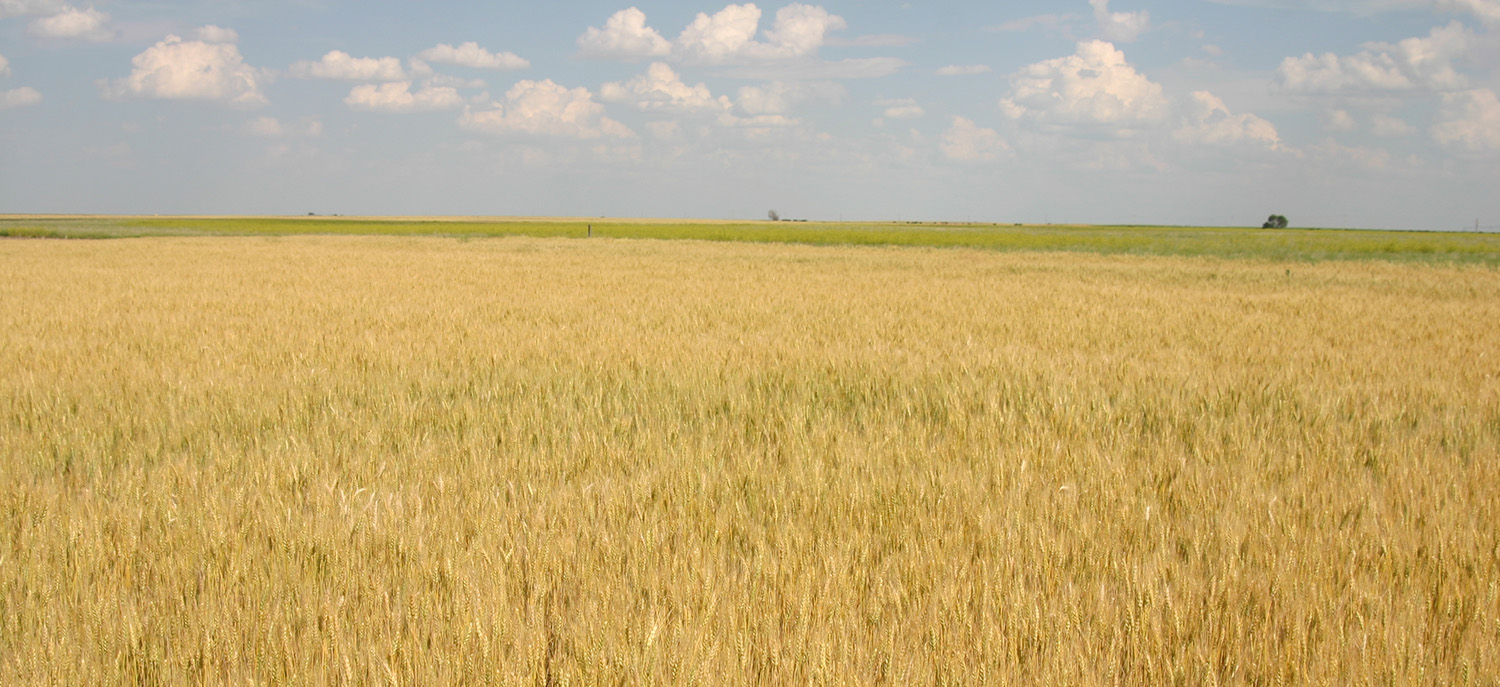 在经历了创纪录的小麦丰收后，内布拉斯加州的小麦生产者正加紧种植。本周的作物观察关注的是小麦的生产和保护。
