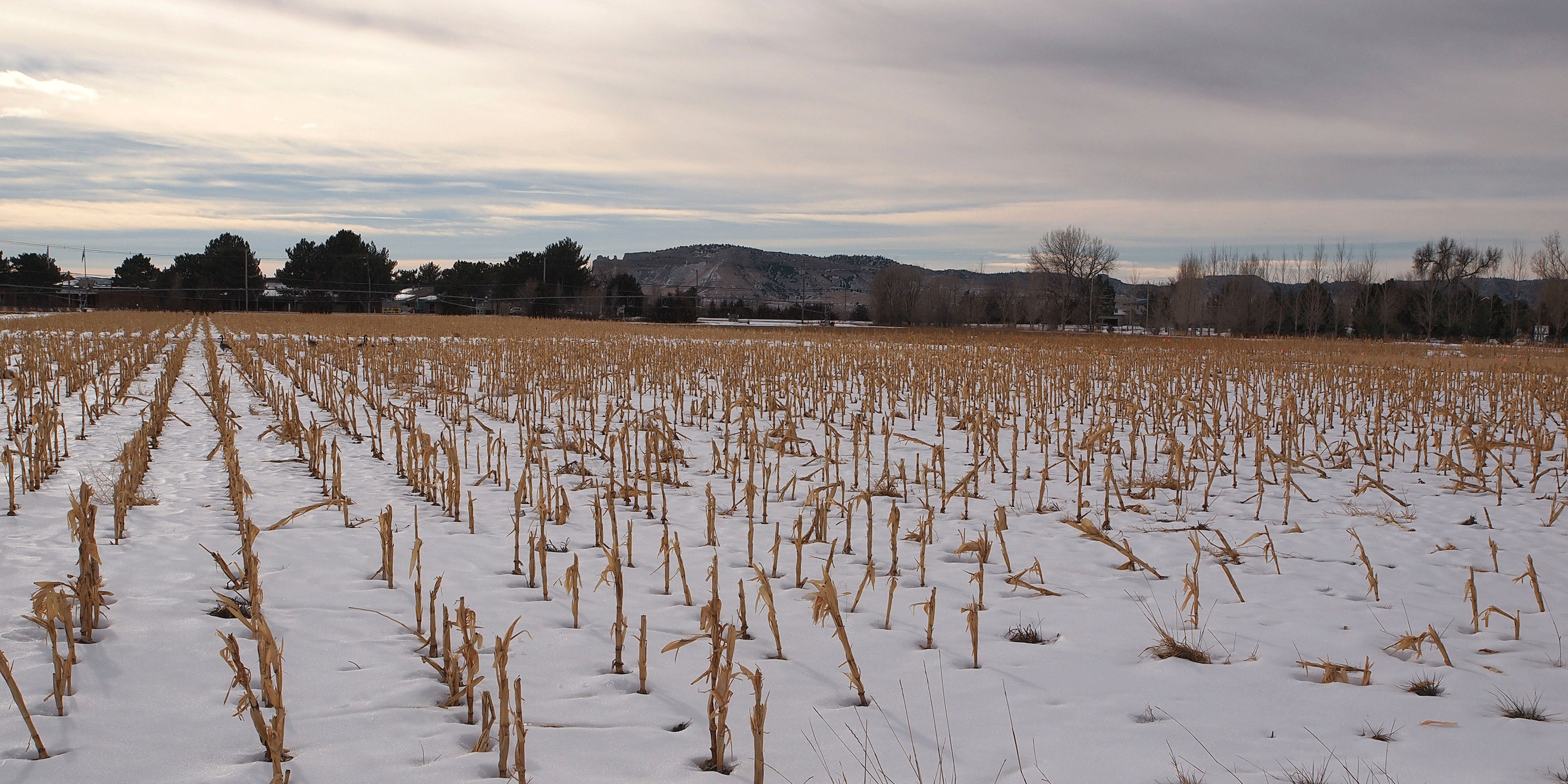 玉米地上的雪