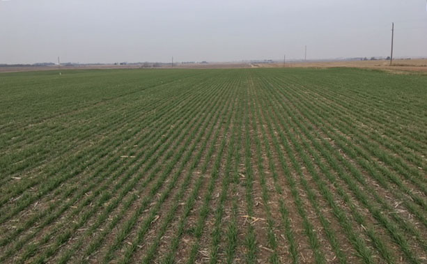 这片SY Monument麦田是2017年10月15日在大豆茬上免耕的，而大豆茬已经被两种种成向日葵了。它由费尔伯里的马克·诺布尔(Mark Knoble)种植，今年夏天晚些时候将成为内布拉斯加州推广小麦品种试验田日的地点。(兰迪·普莱尔摄)