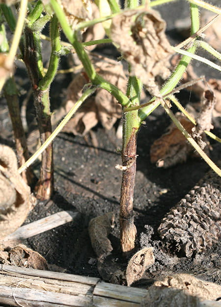 感染疫霉茎和根腐病的大豆茎的棕色变色。（照片由爱荷华州立大学Daren Mueller提供）