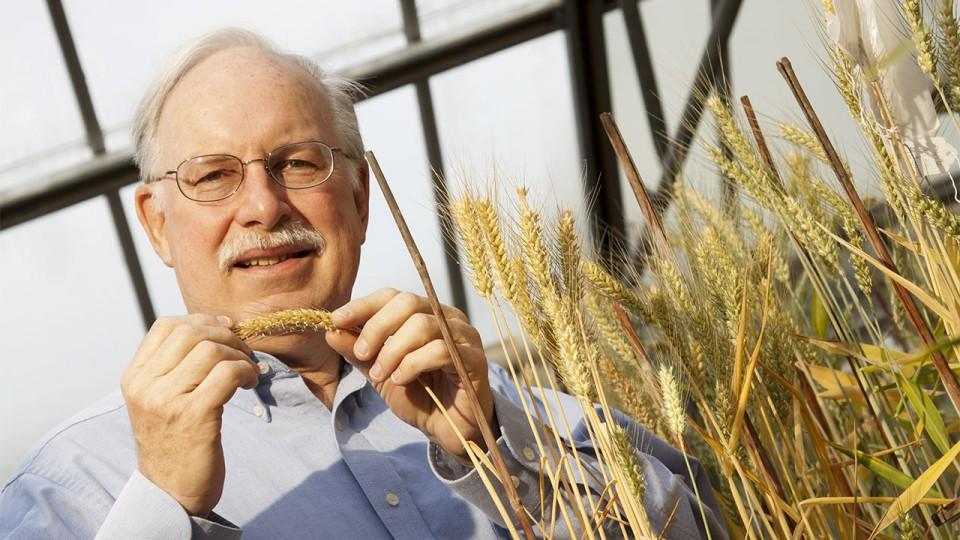 内布拉斯加大学林肯分校的农学和园艺学教授斯蒂芬·班齐格(Stephen Baenziger)将领导一个为期三年、耗资97.5万美元的研究项目，重点研究杂交小麦的发展。(克雷格·钱德勒/大学通信)