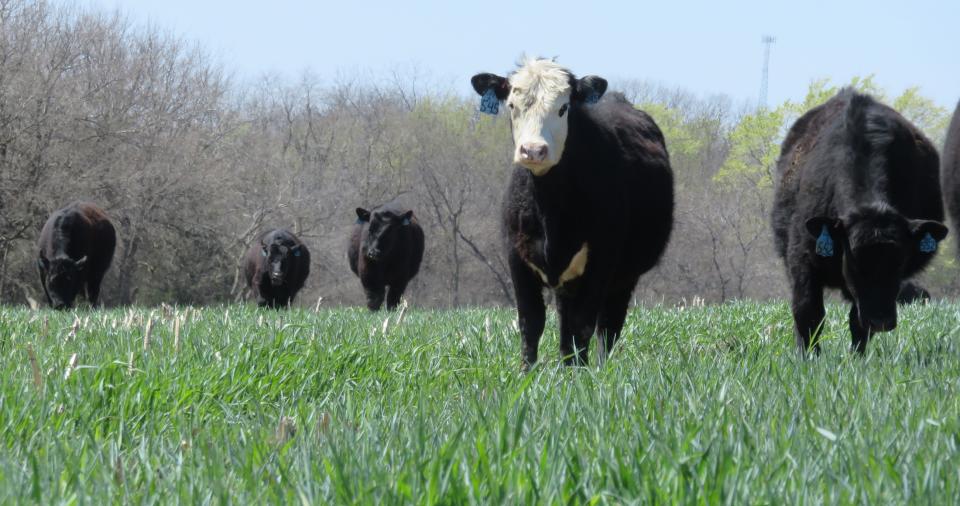 2016年4月9日，特库姆塞附近，牛在吃黑麦谷类覆盖作物。(摄影:Mary Drewnoski)