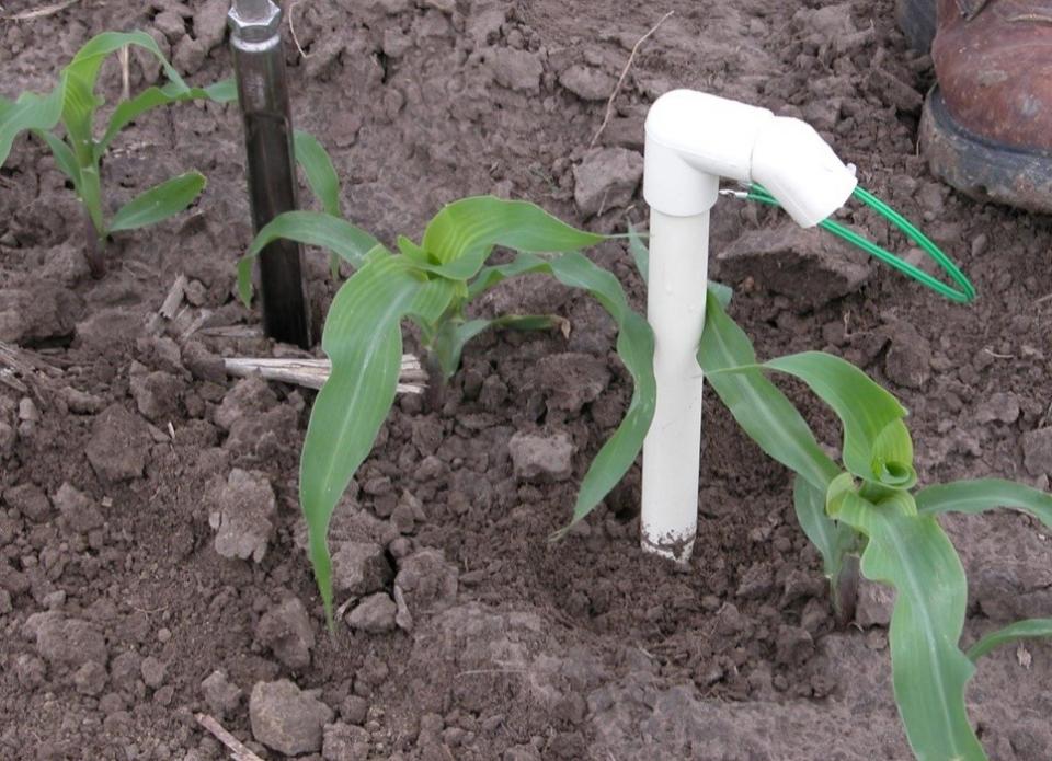 水印传感器安装在玉米上