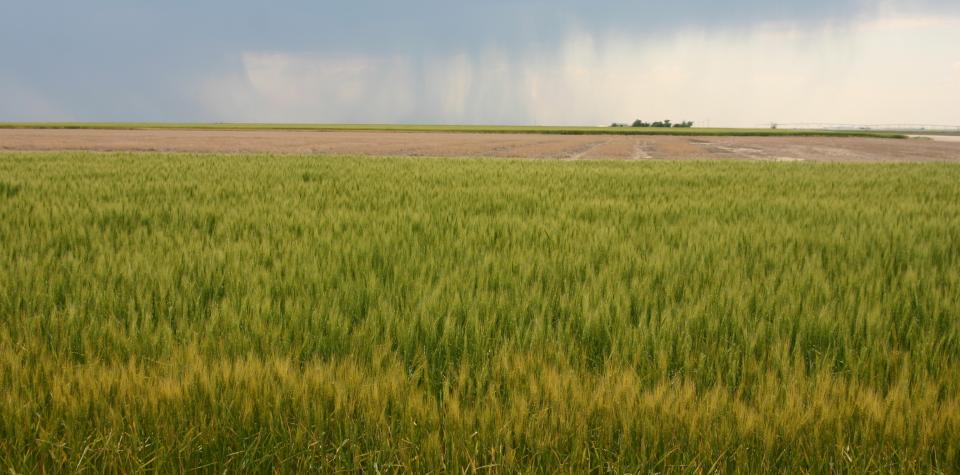 通常需要5到10年的研究和测试才能将一个新的小麦品种投入生产。(David Ostdiek摄)