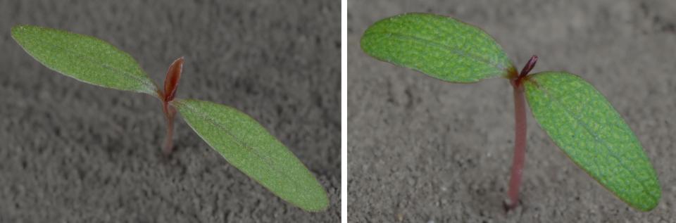 帕尔默苋菜和普通水麻植物子叶期的照片