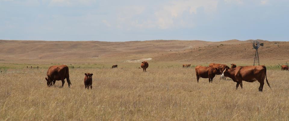 在干旱破坏的牧场上吃草的牛